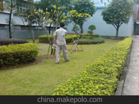 南寧第45屆體操世界錦標(biāo)賽主賽場(chǎng)、訓(xùn)練場(chǎng)病媒生物防制工作