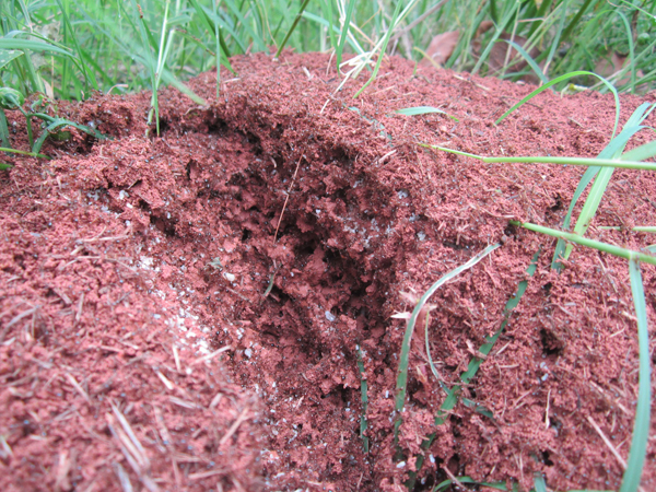 公園、社區(qū)、校園等公共場(chǎng)所進(jìn)行有效紅火蟻防制
